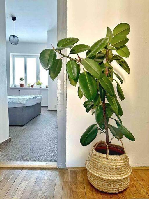 Bright And Central Suite With A Balcony Brünn Exterior foto